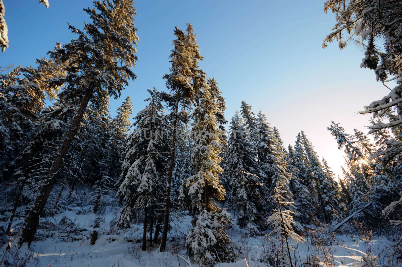 trees covered with snow in winter forest, nature series