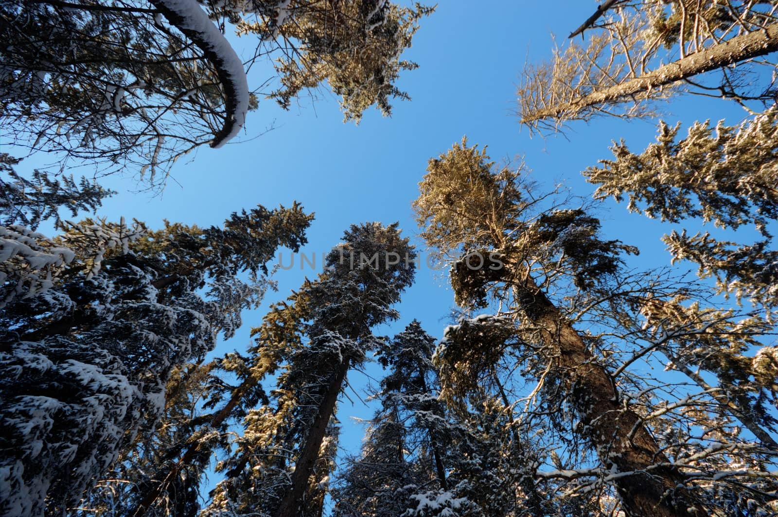 trees covered with snow in winter forest, nature series