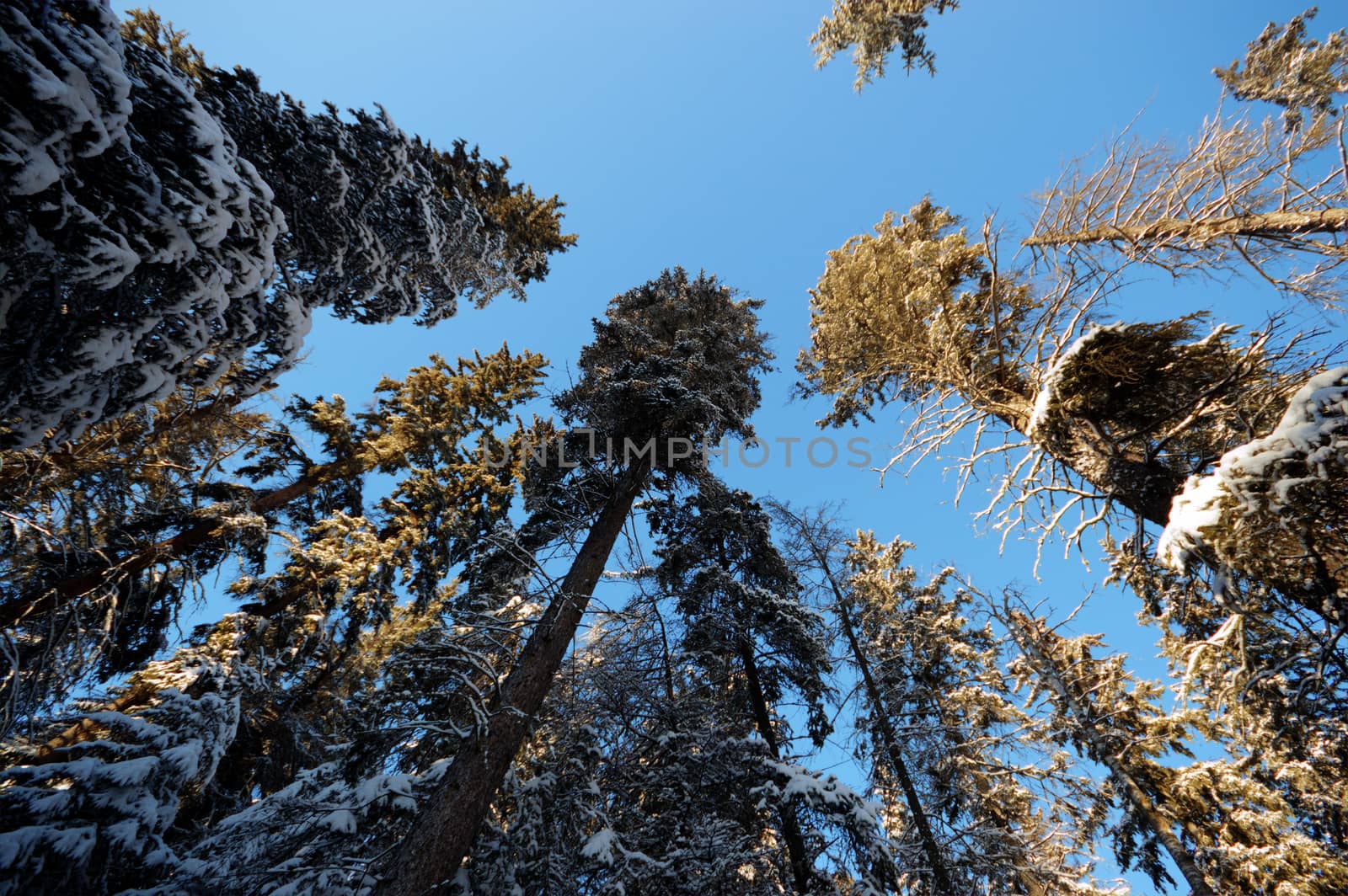 trees covered with snow in winter forest, nature series