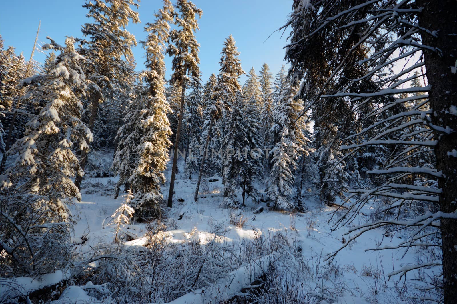 trees covered with snow in winter forest, nature series