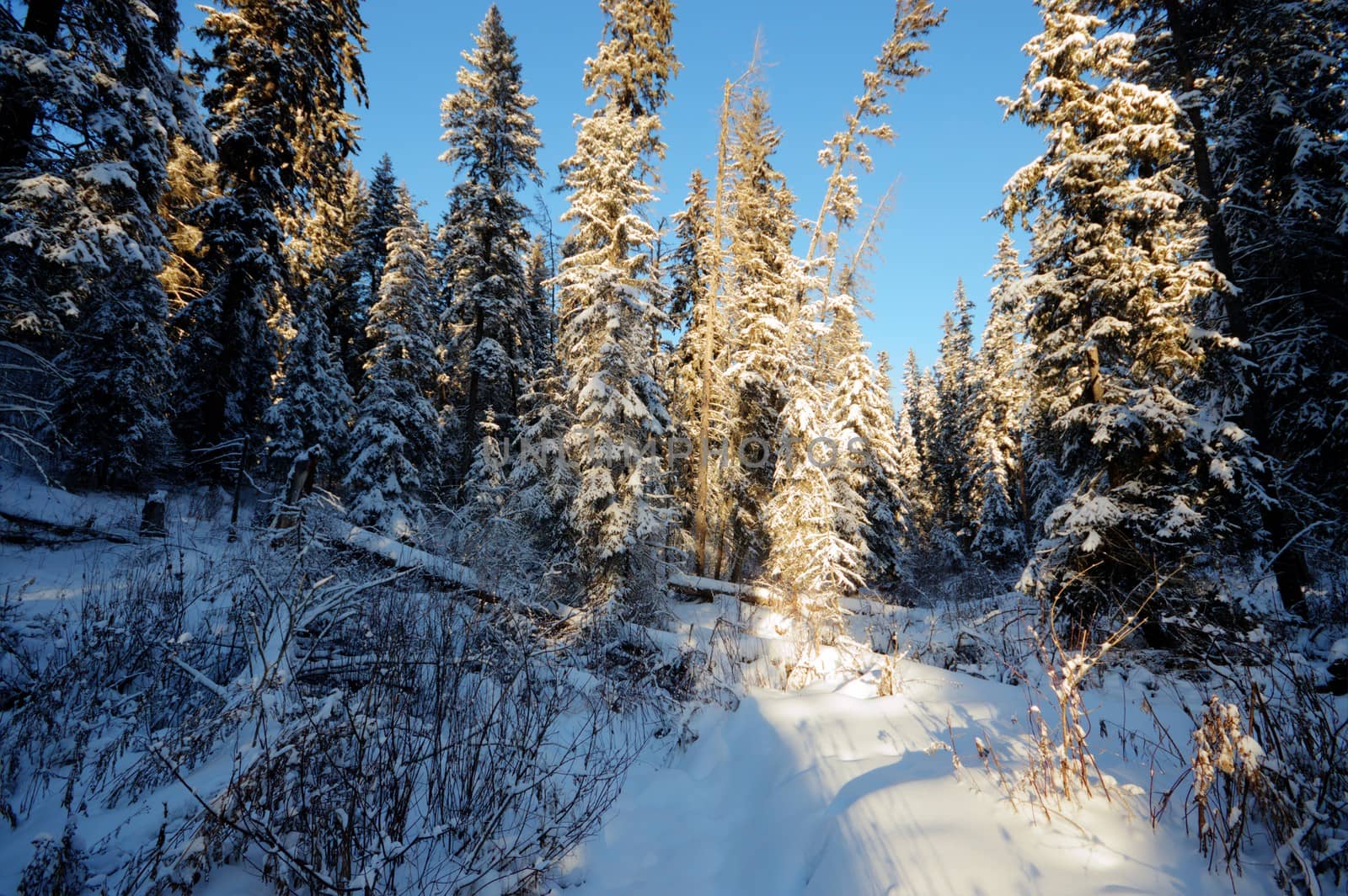 trees covered with snow in winter forest, nature series