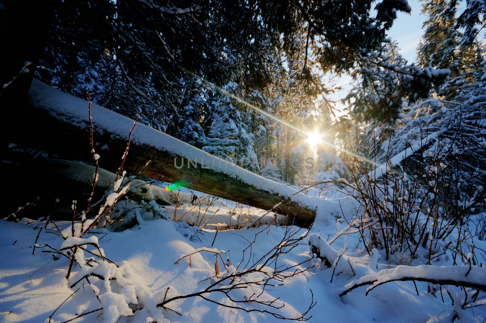 trees covered with snow in winter forest, nature series