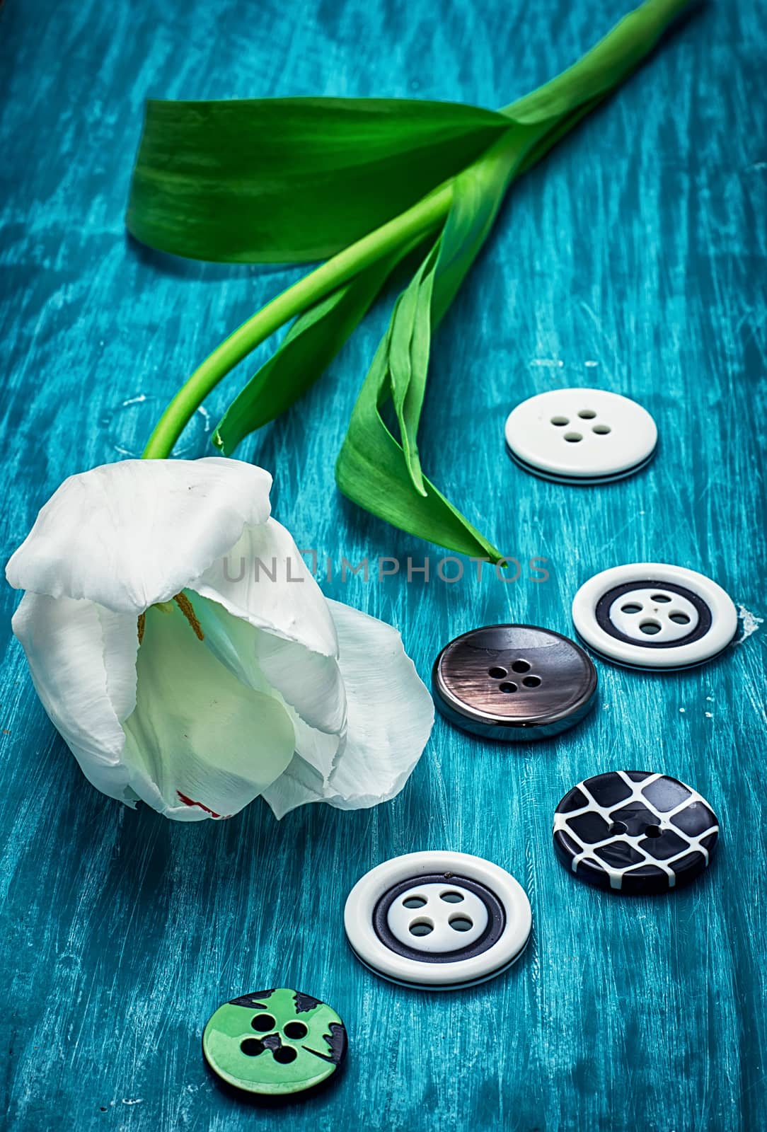 white tulip and buttons by LMykola