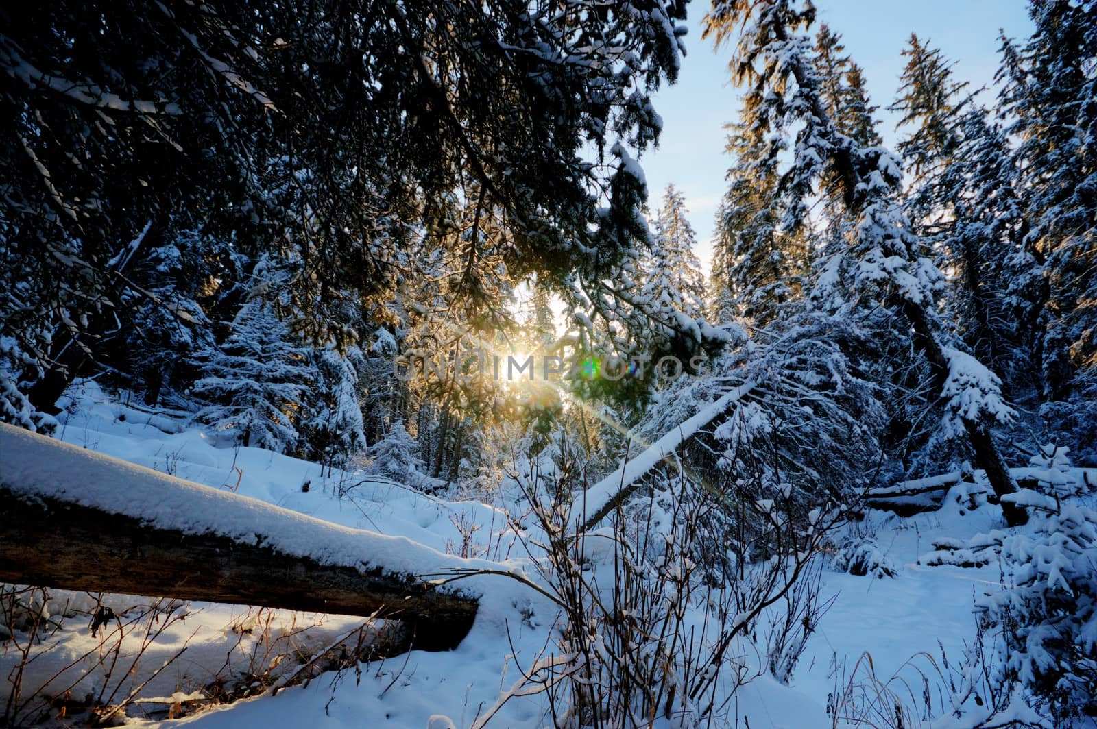 trees covered with snow in winter forest, nature series