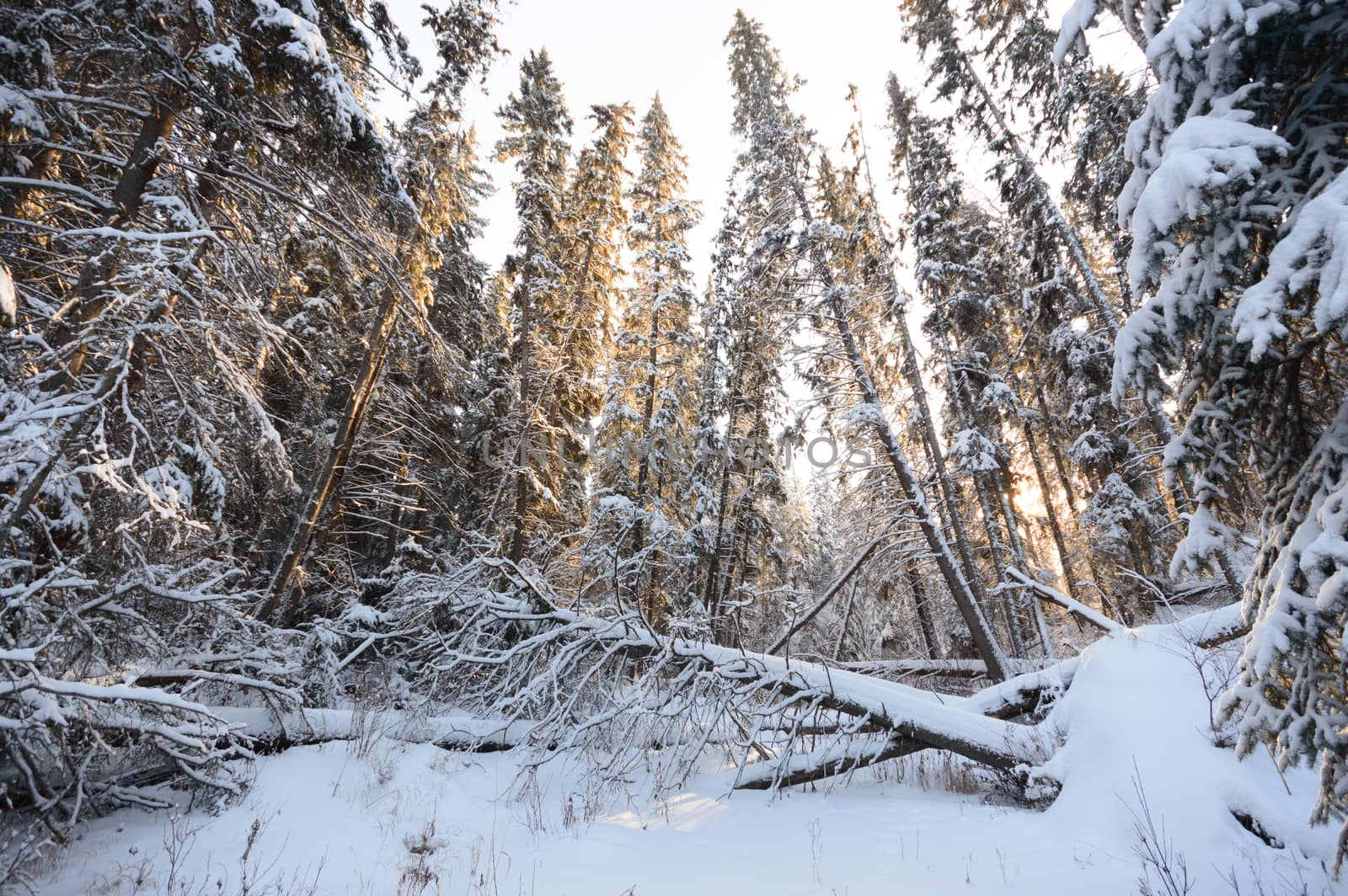 trees covered with snow in winter forest, nature series