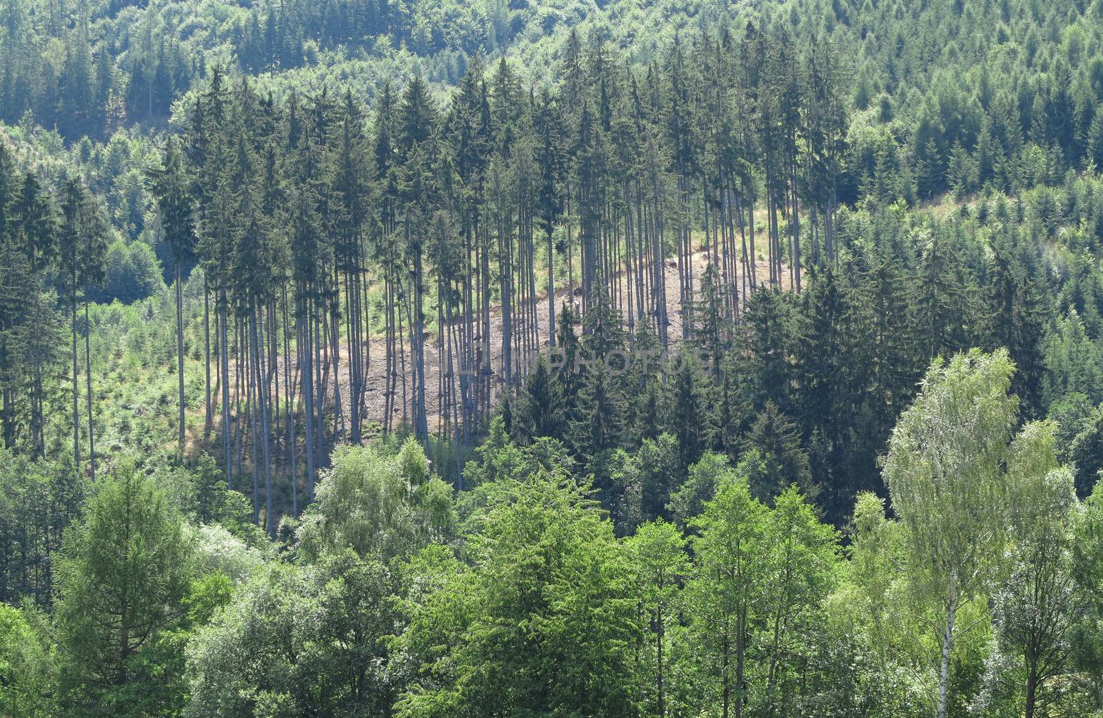 Landscape - view of the mixed forest