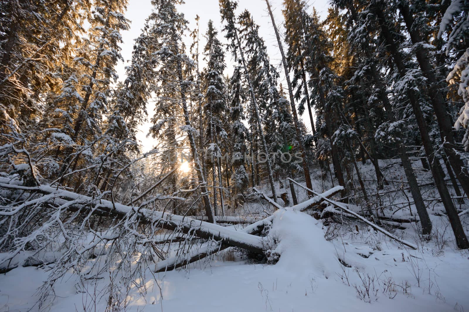 trees covered with snow in winter forest, nature series