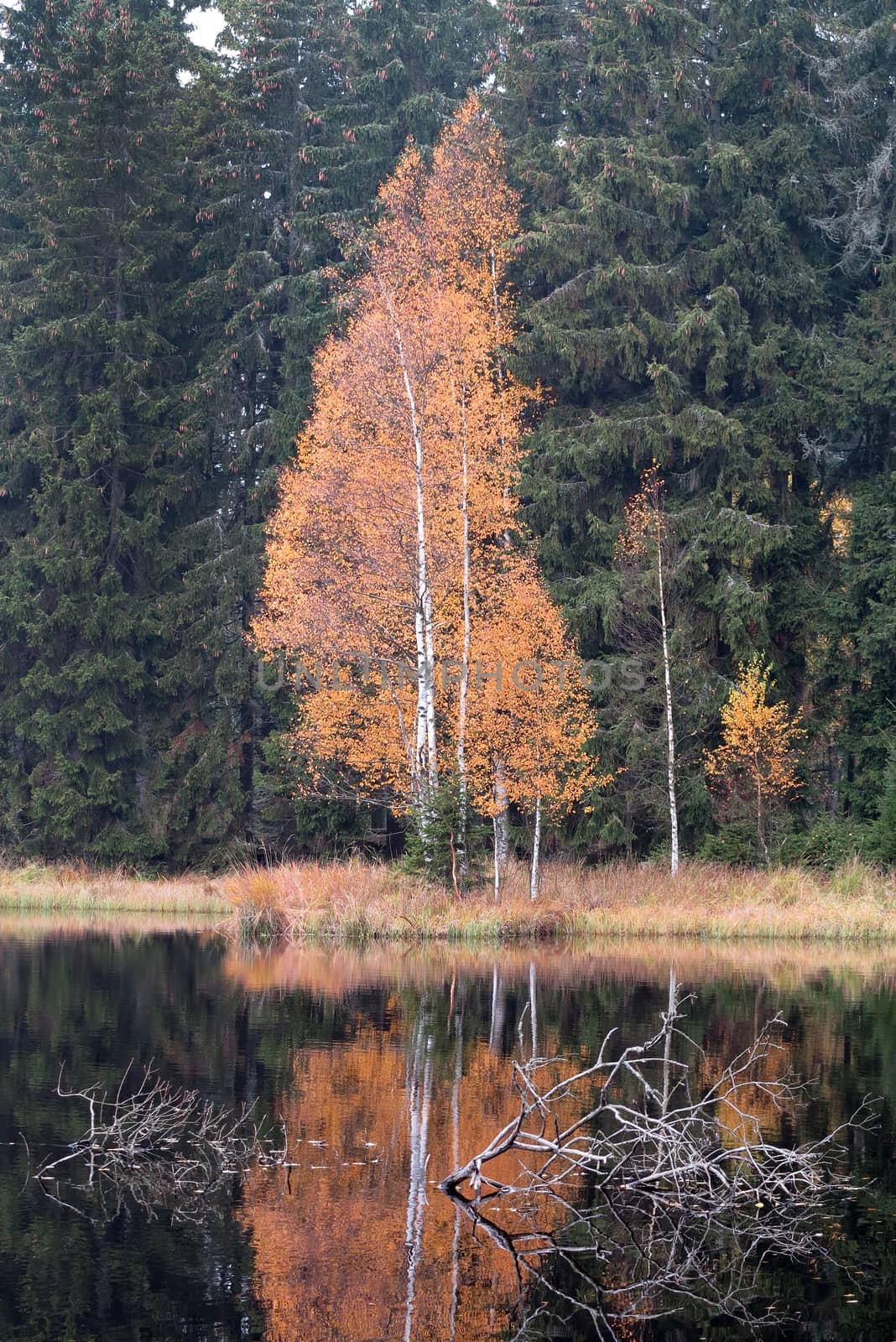 Image of the autumn birch by the lake. Kladska peats - Glatzener Moor -  is a national nature reserve in Slavkov Woods - protected landscape area. Slavkov Forest - Kaiserwald  is geomorphological unit in the northern part of the Carlsbad Highlands. Kladska, Czech republic.