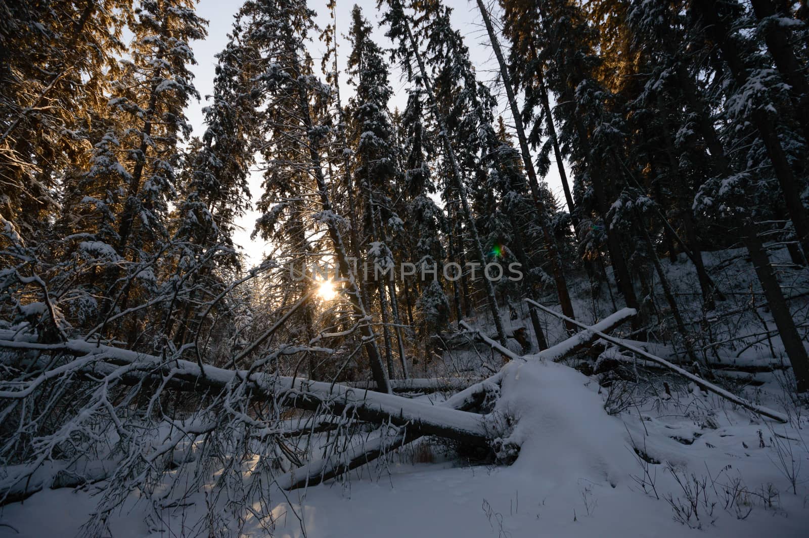 forest winter by TSpider