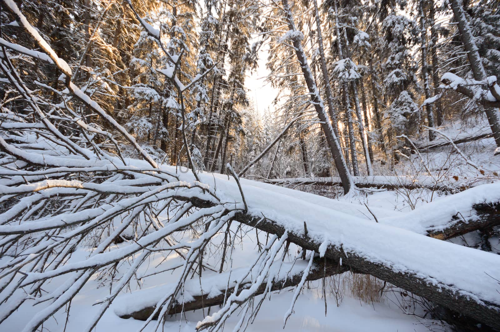 trees covered with snow in winter forest, nature series