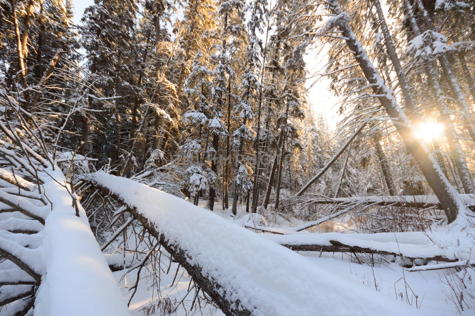 forest winter by TSpider