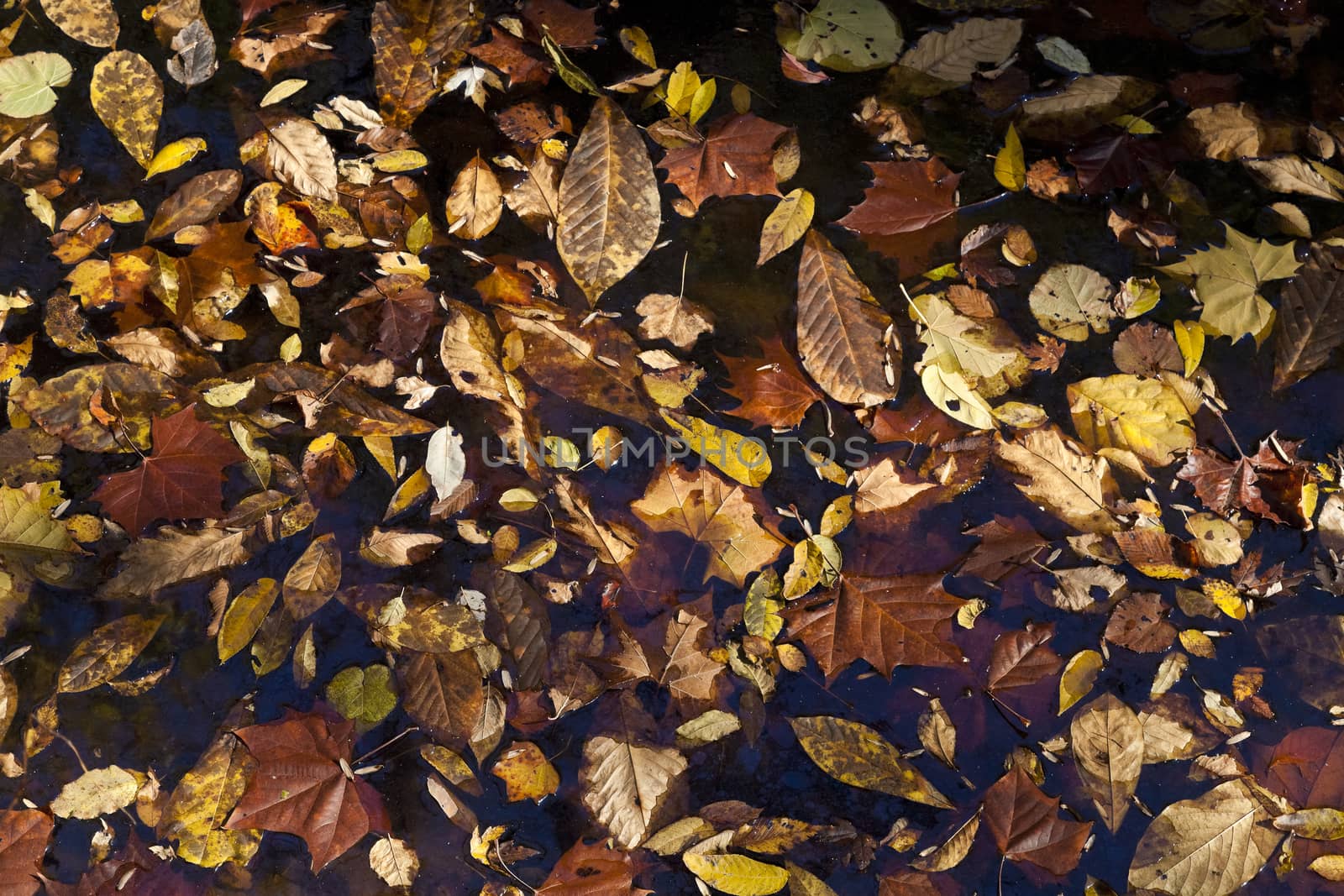 Abstract background of autumn leaves by hanusst