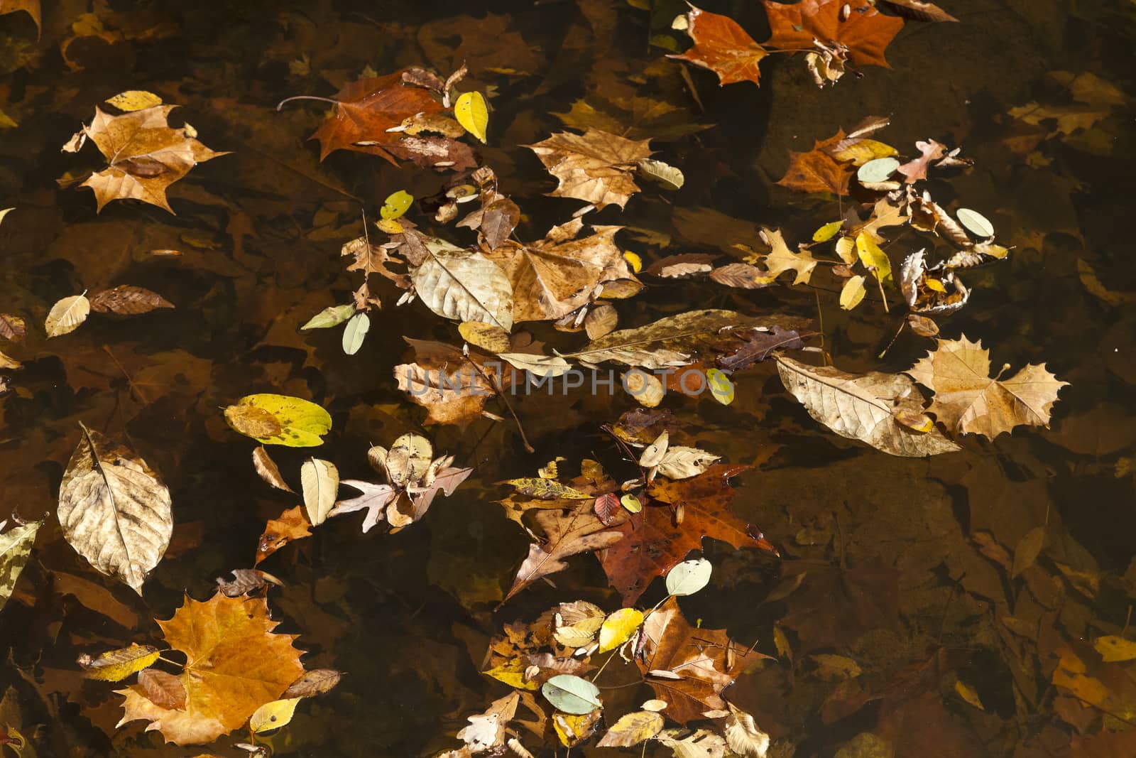 Abstract background of autumn leaves by hanusst