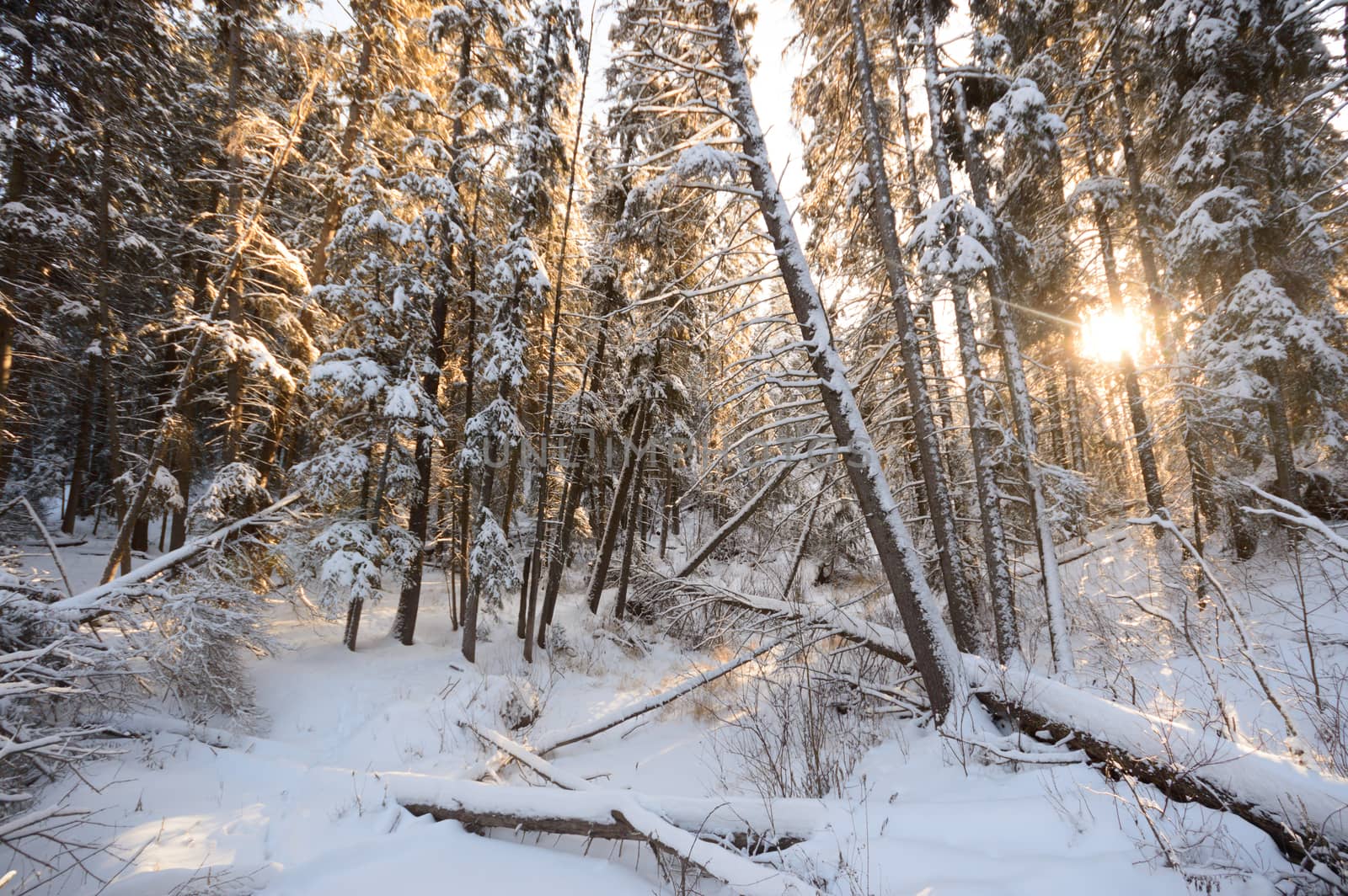 trees covered with snow in winter forest, nature series