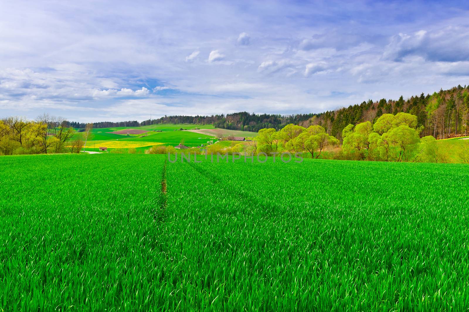 Green Pasture  by gkuna