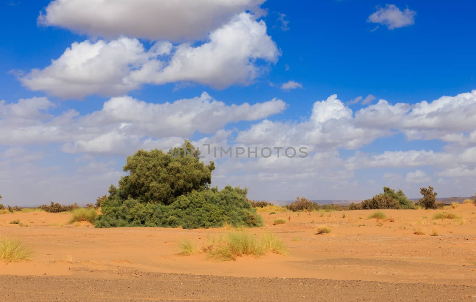 small green Bush growing on the sand in the Sahara desert Morocco