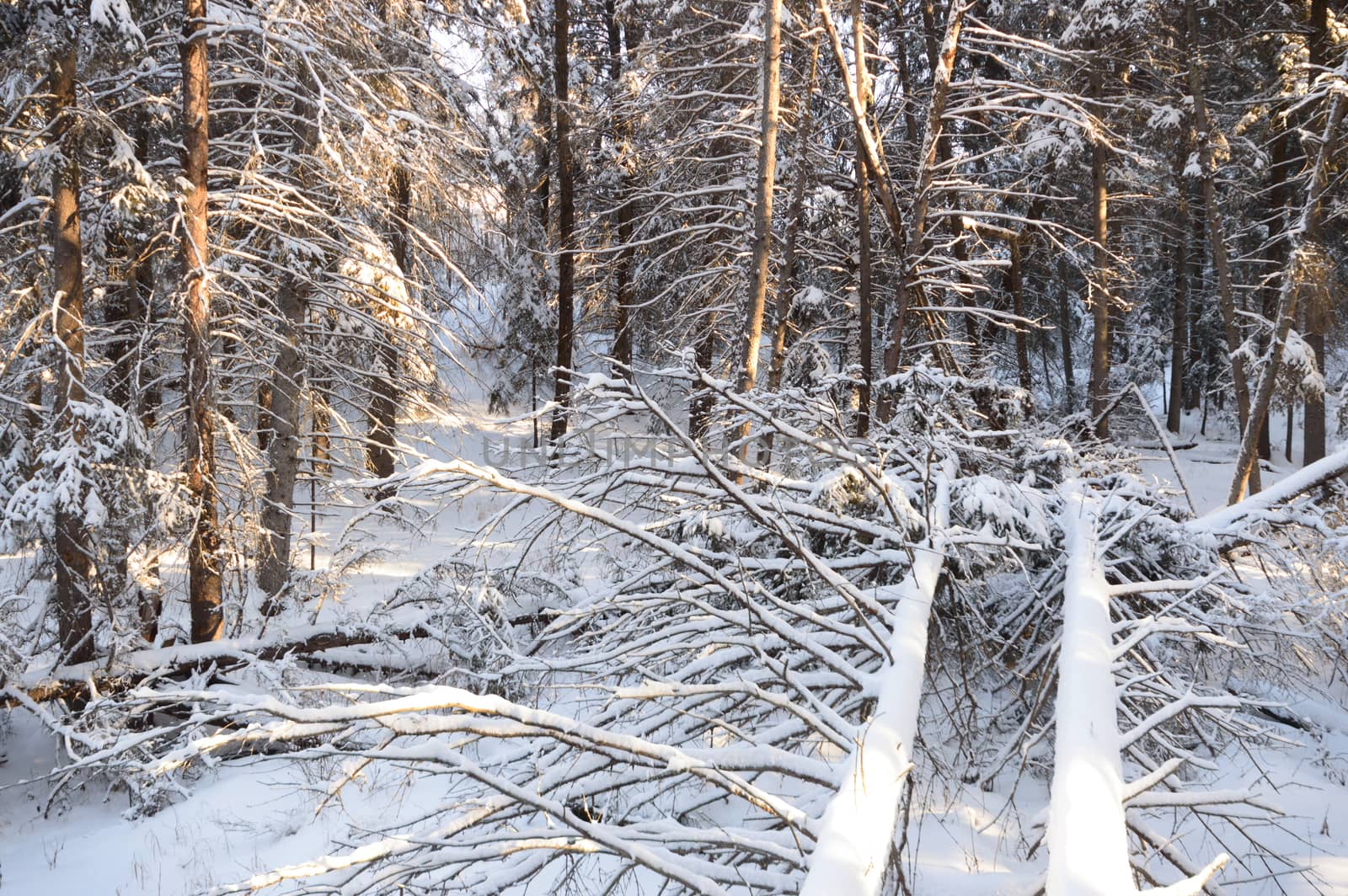 trees covered with snow in winter forest, nature series