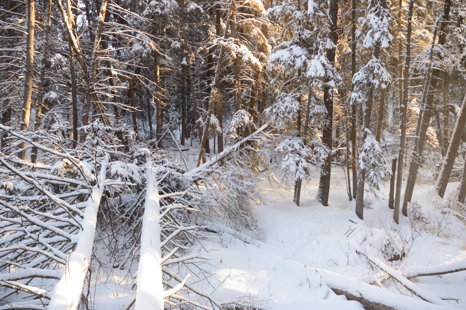 trees covered with snow in winter forest, nature series