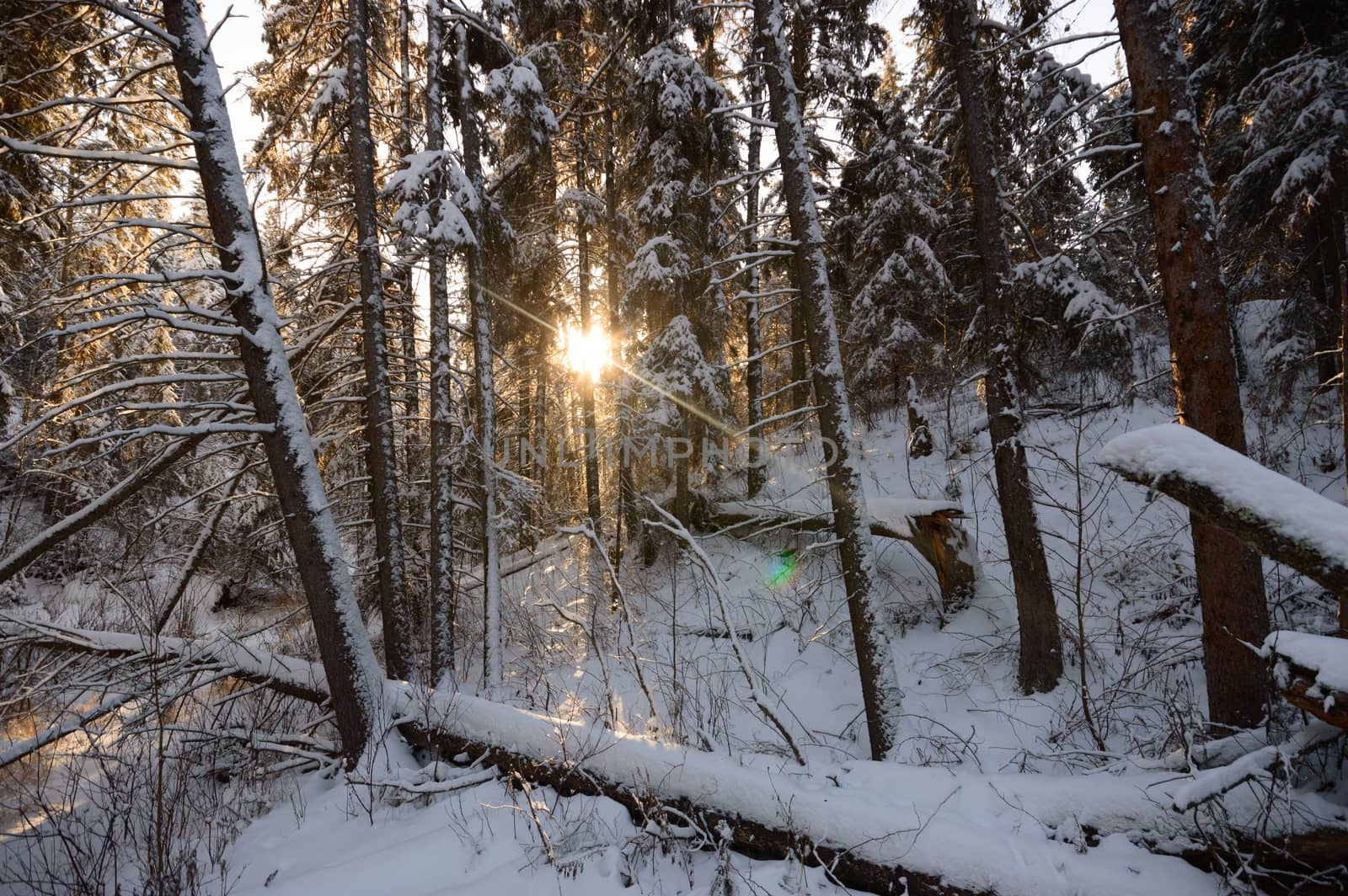 trees covered with snow in winter forest, nature series