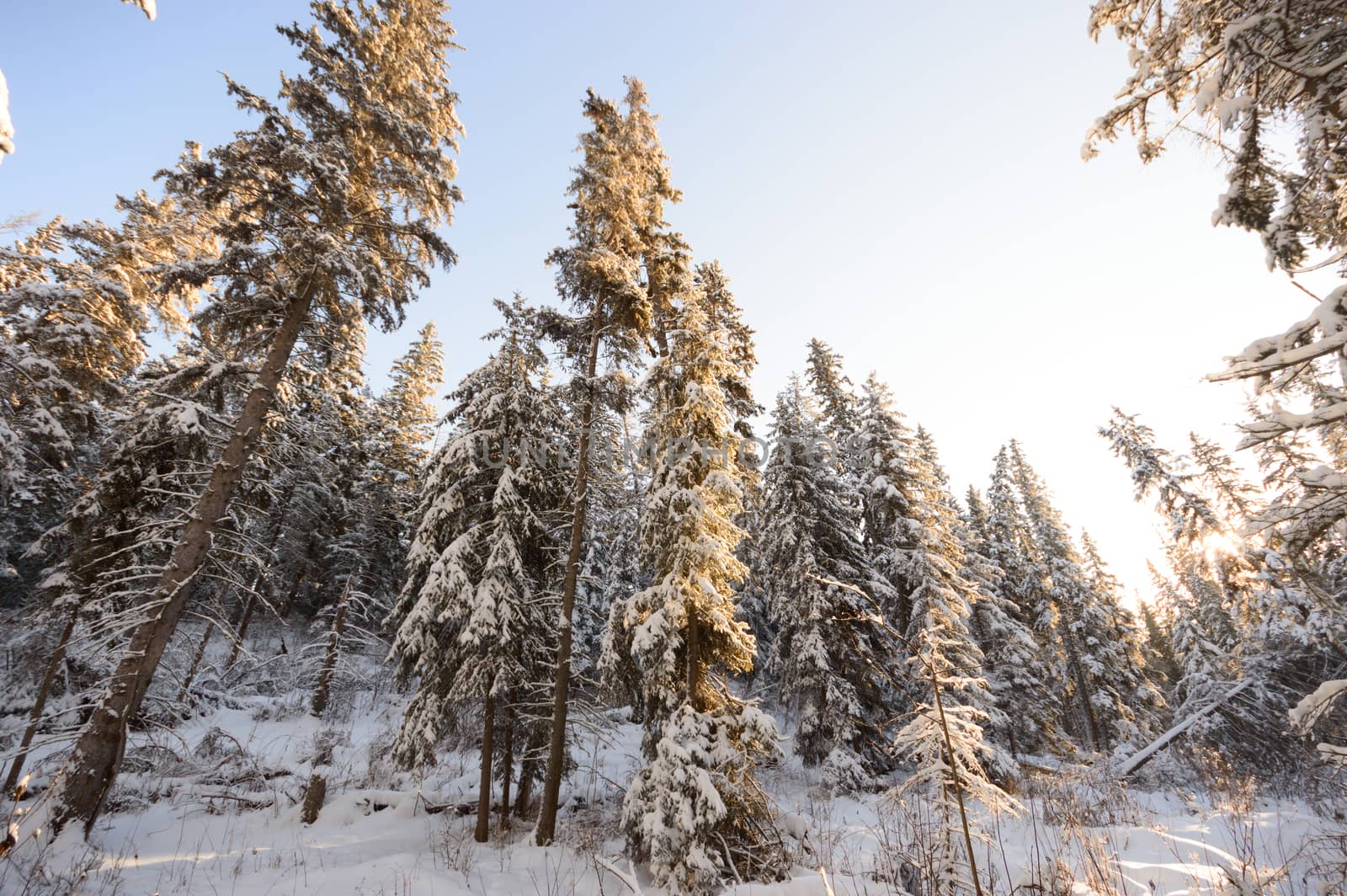 forest winter by TSpider