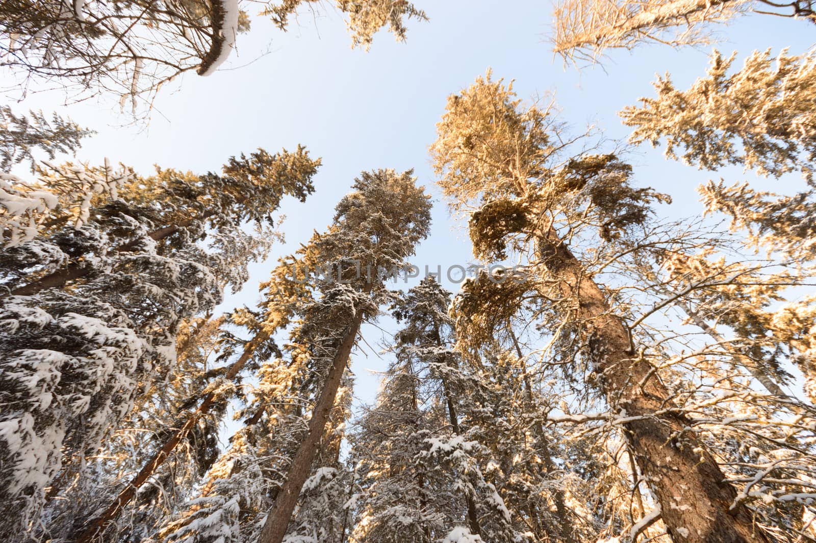 trees covered with snow in winter forest, nature series