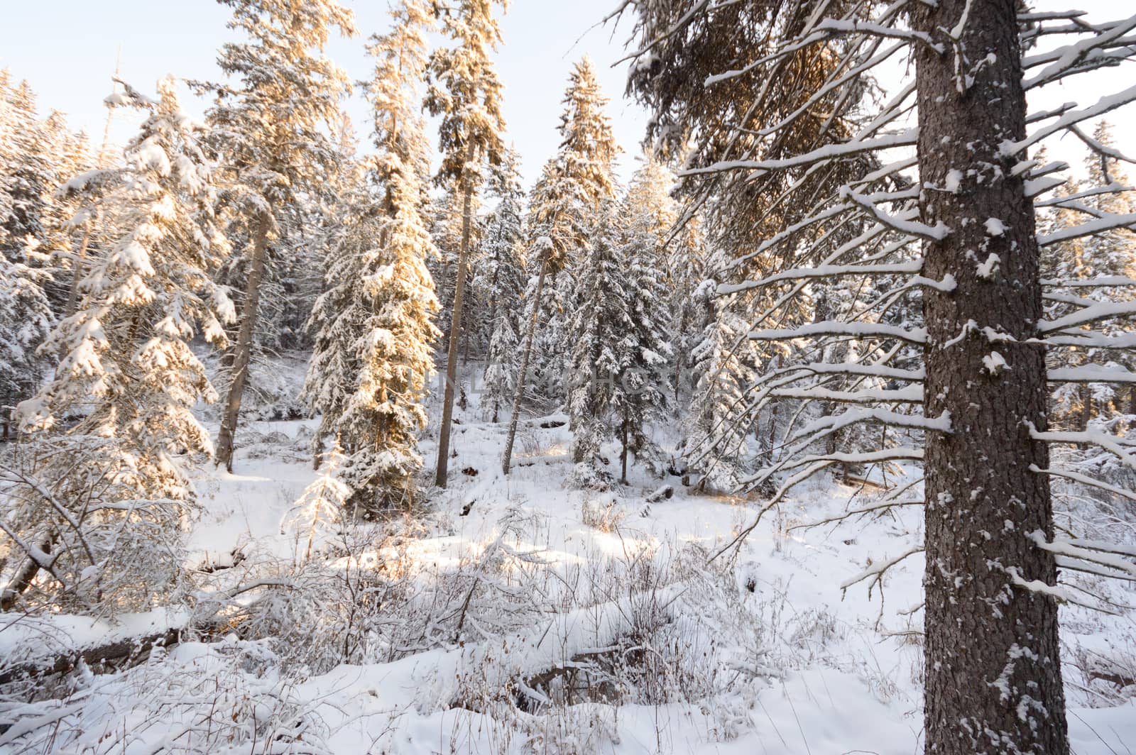 trees covered with snow in winter forest, nature series