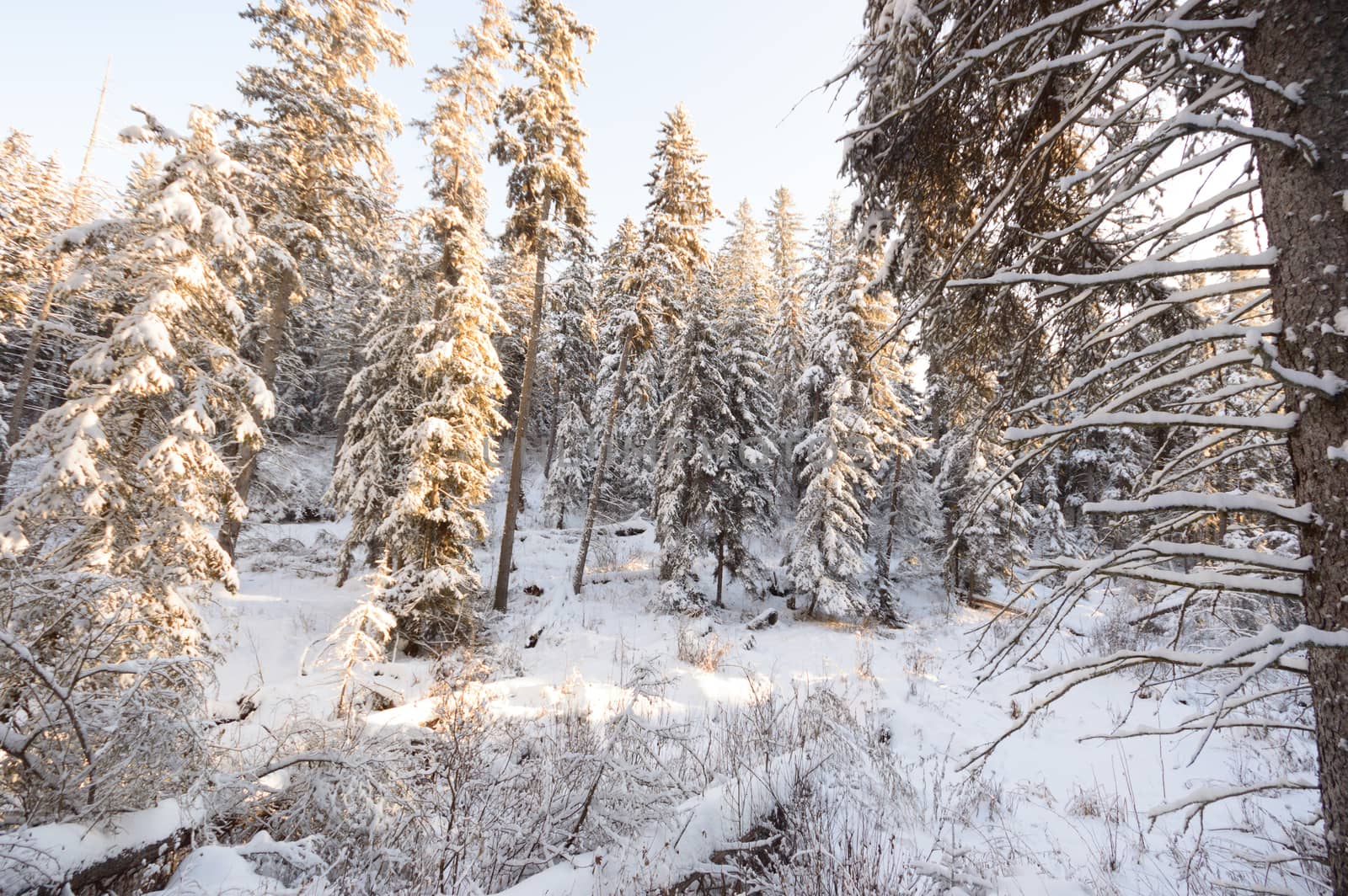 trees covered with snow in winter forest, nature series