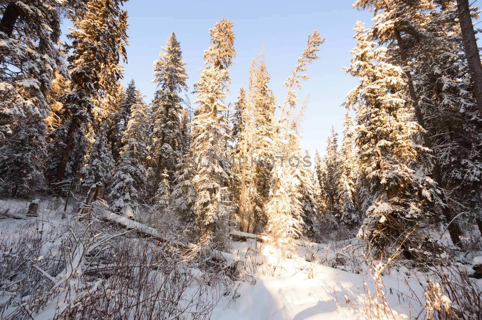 trees covered with snow in winter forest, nature series