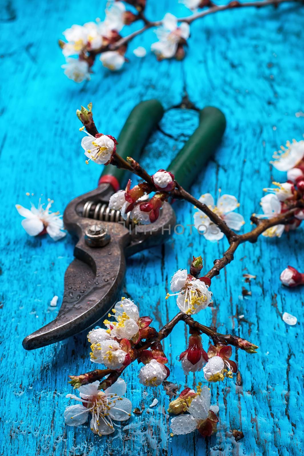 garden tools amid flowering branches spring apricot 