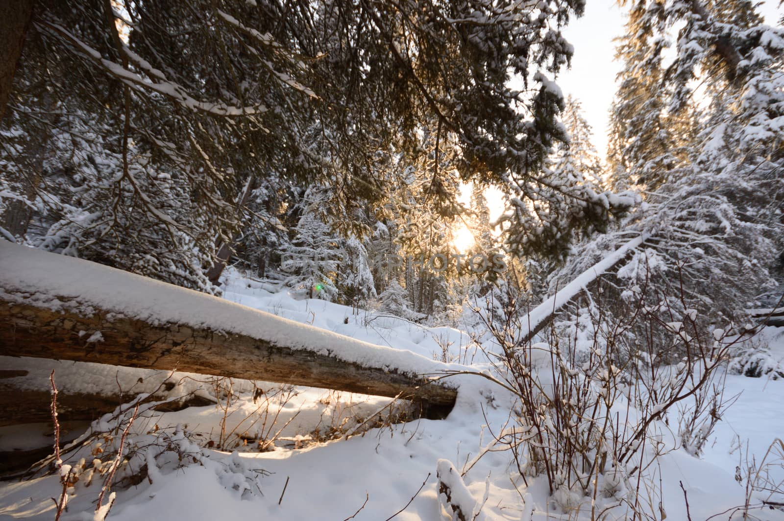 trees covered with snow in winter forest, nature series