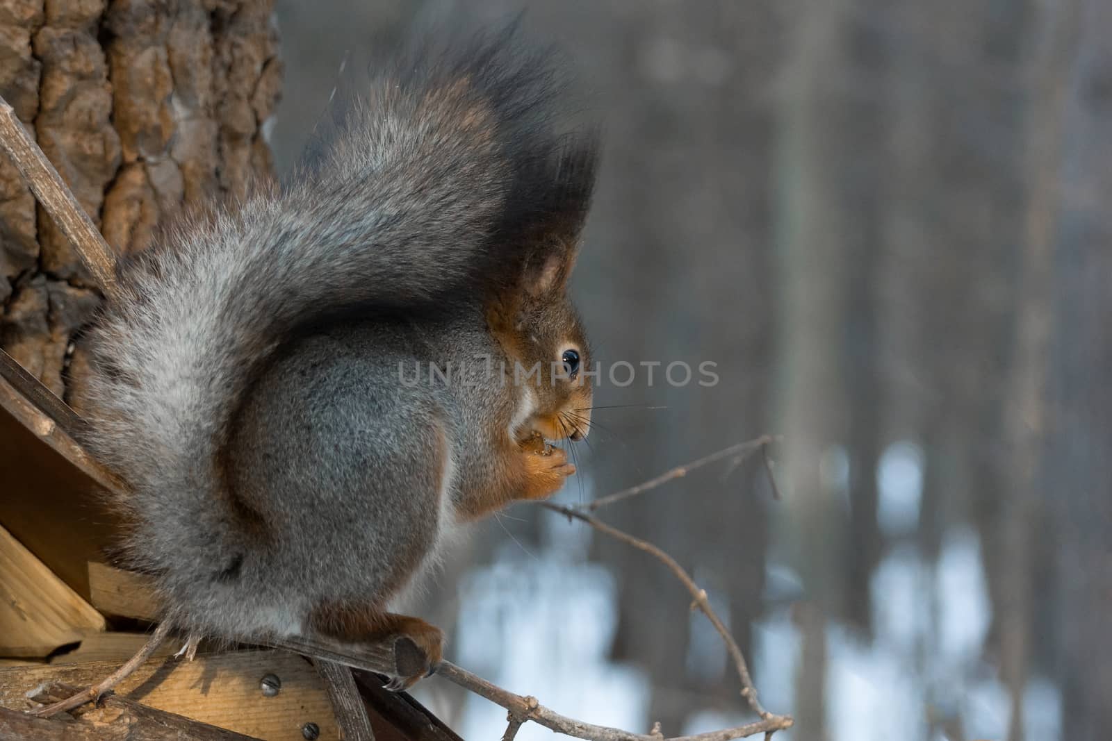 squirrel on a branch by AlexBush