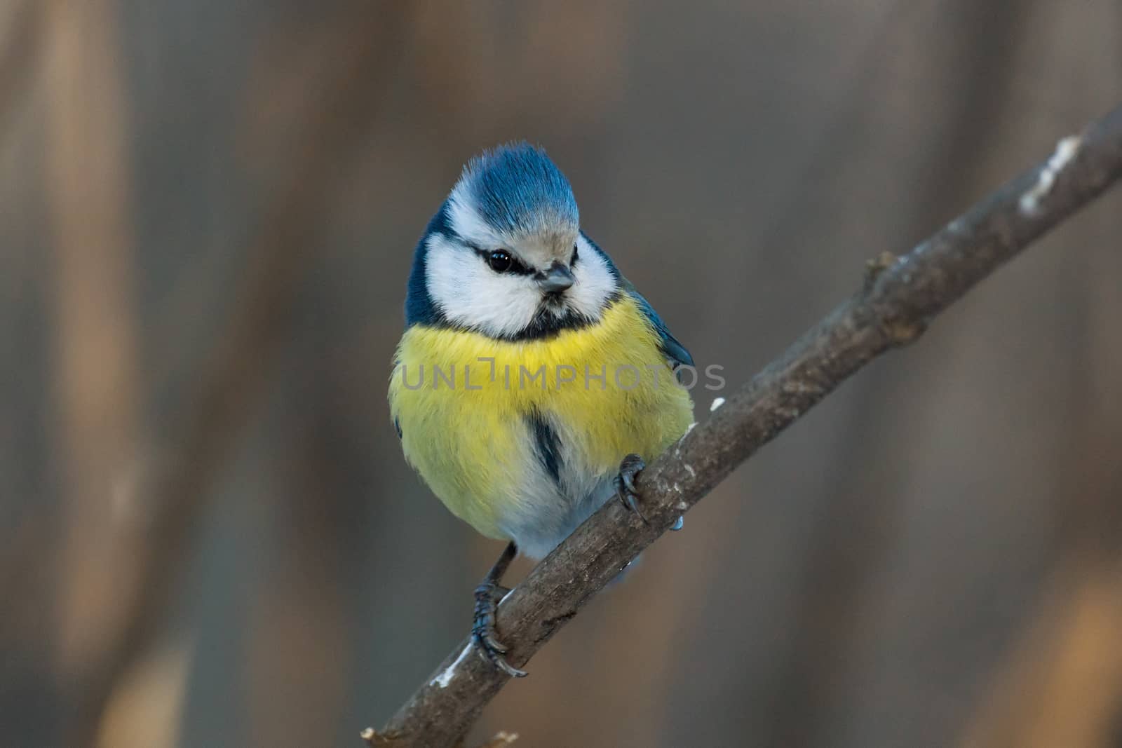 bird on a branch by AlexBush