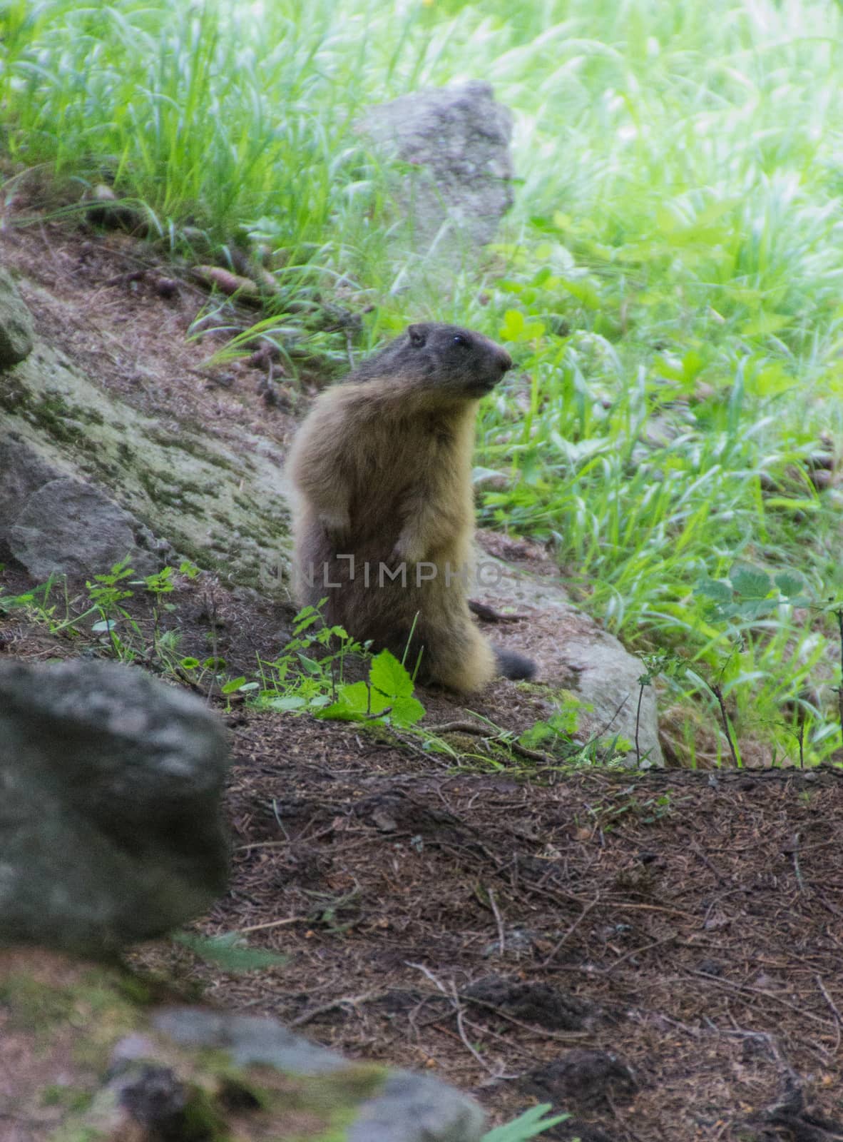 marmote,parc du grand paradis,val d'aoste,italy