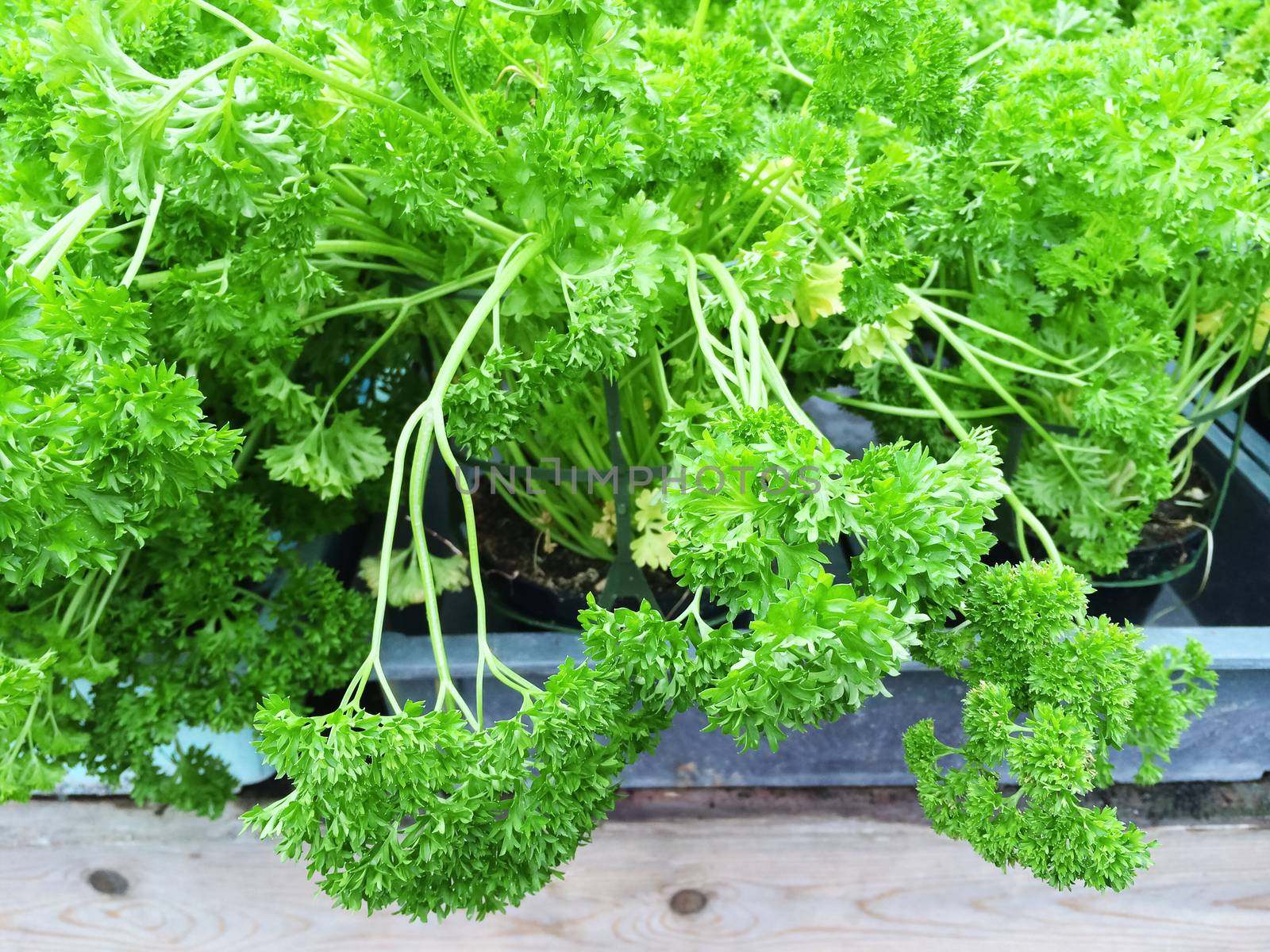 Close-up of green curly parsley growing in pots.