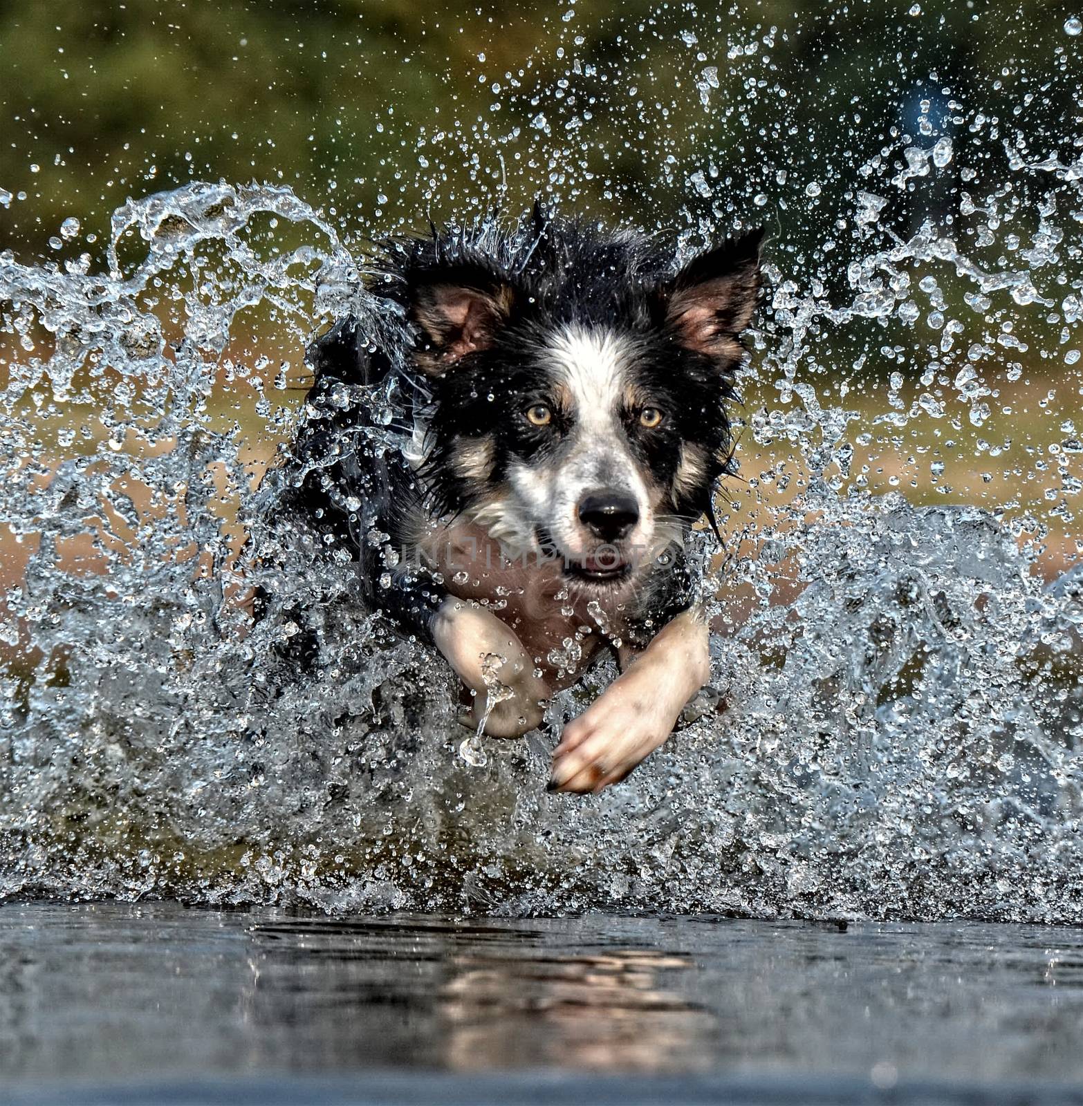 Dog running through water splash by JRTBurr