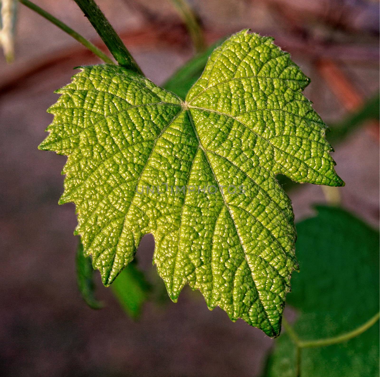 Detai of a vine leaf by JRTBurr