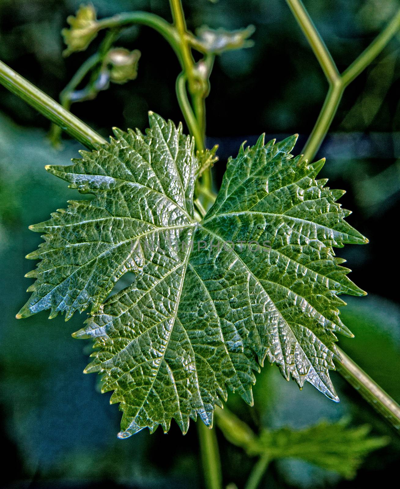 Vine leaf detailed by JRTBurr