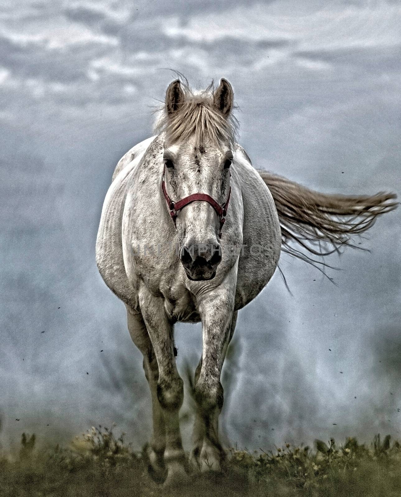 White horse running by JRTBurr