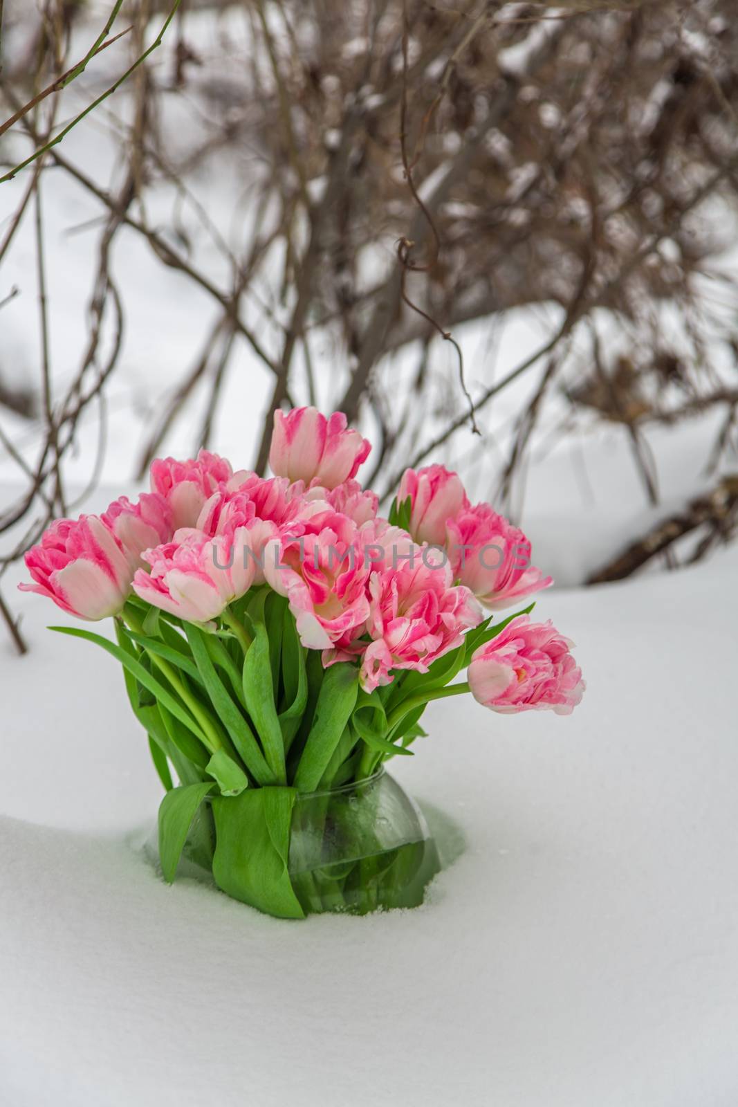 Fresh flowers in a vase standing in the snow on a background of dry twigs. Tulips in a snowdrift.