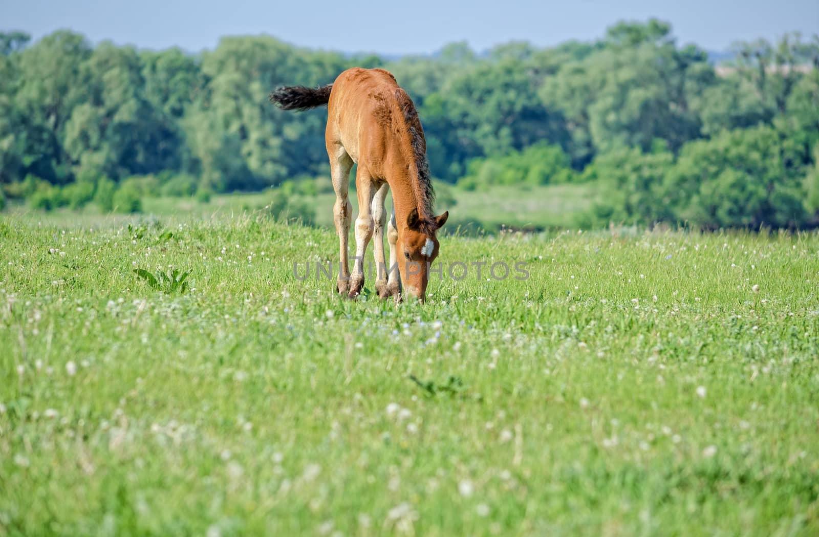 Mare with foal on pasture in the picturesque countryside near the great river of Volga