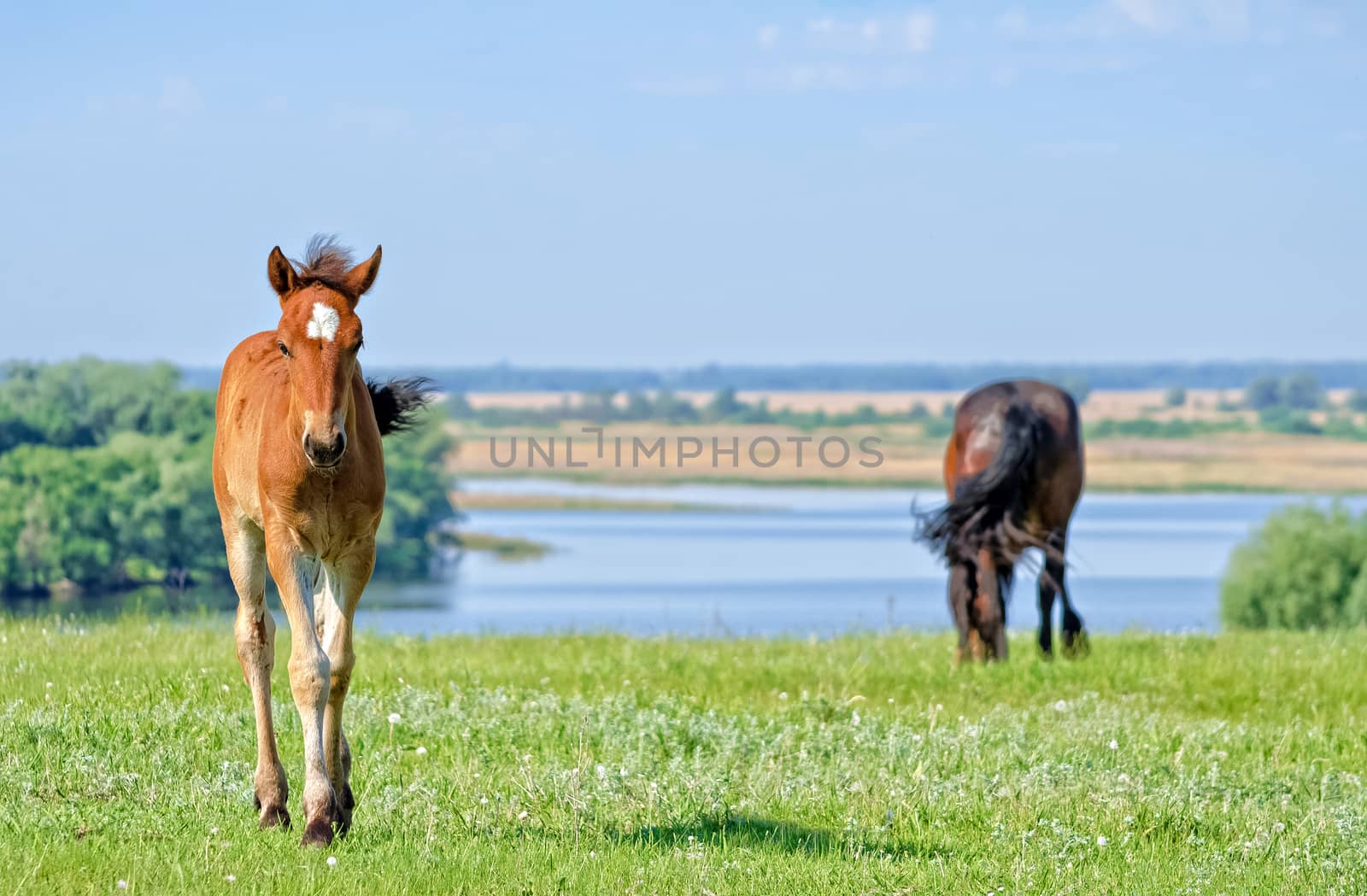 Horses graze near the river. by Gaina