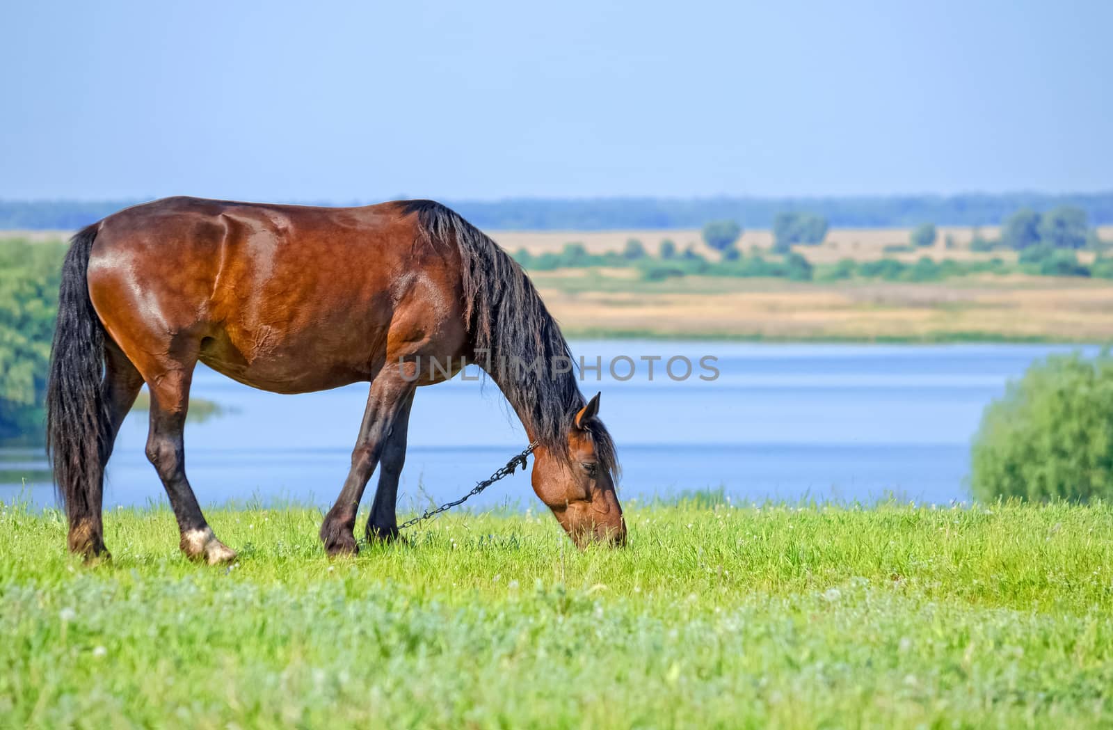 Mare with foal on pasture in the picturesque countryside near the great river of Volga