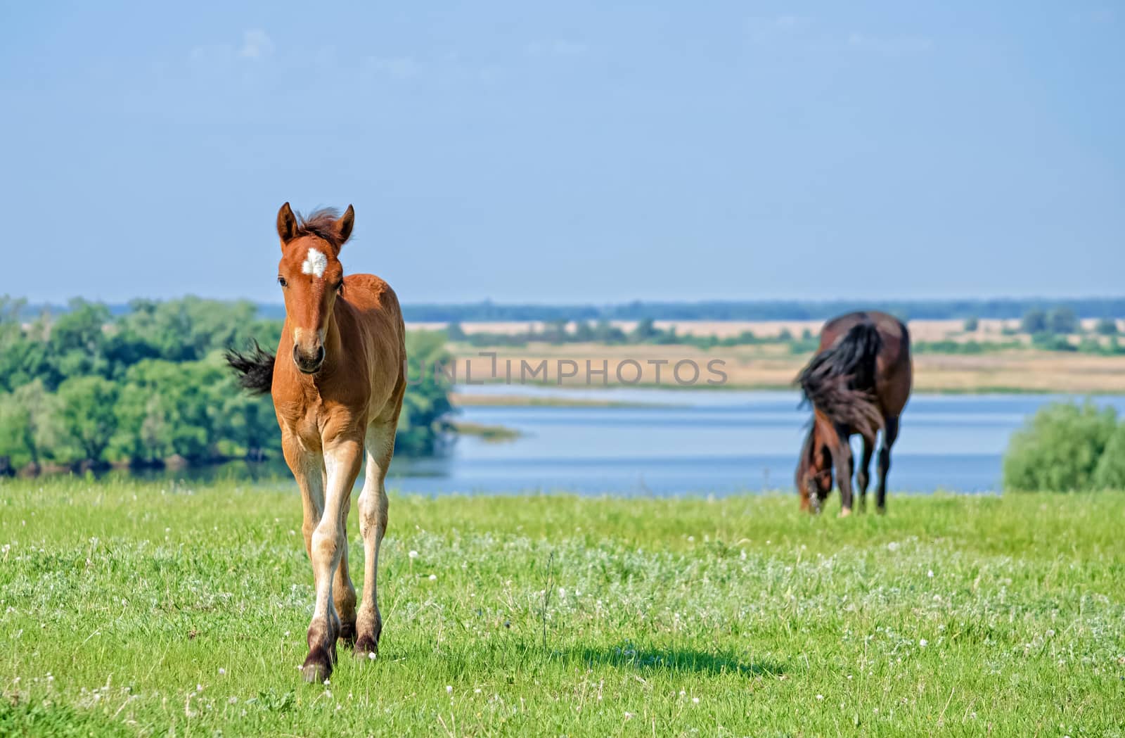 Horses graze near the river. by Gaina