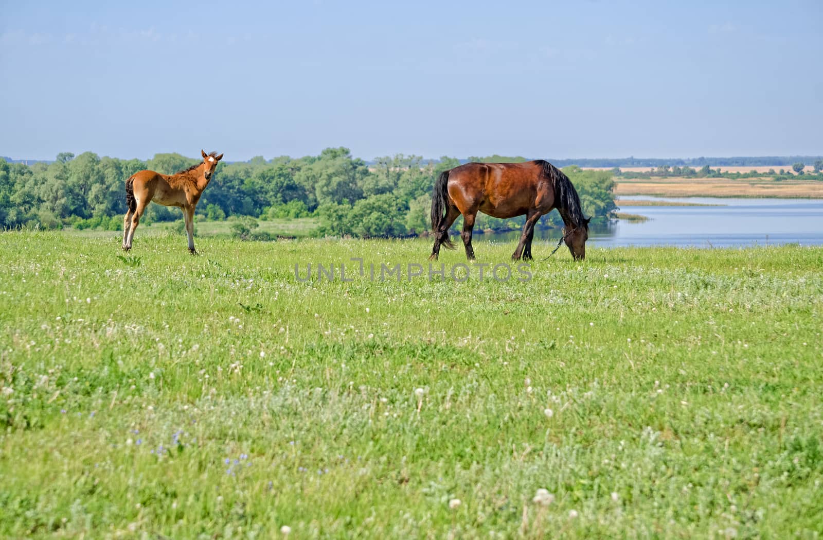 Horses graze near the river. by Gaina