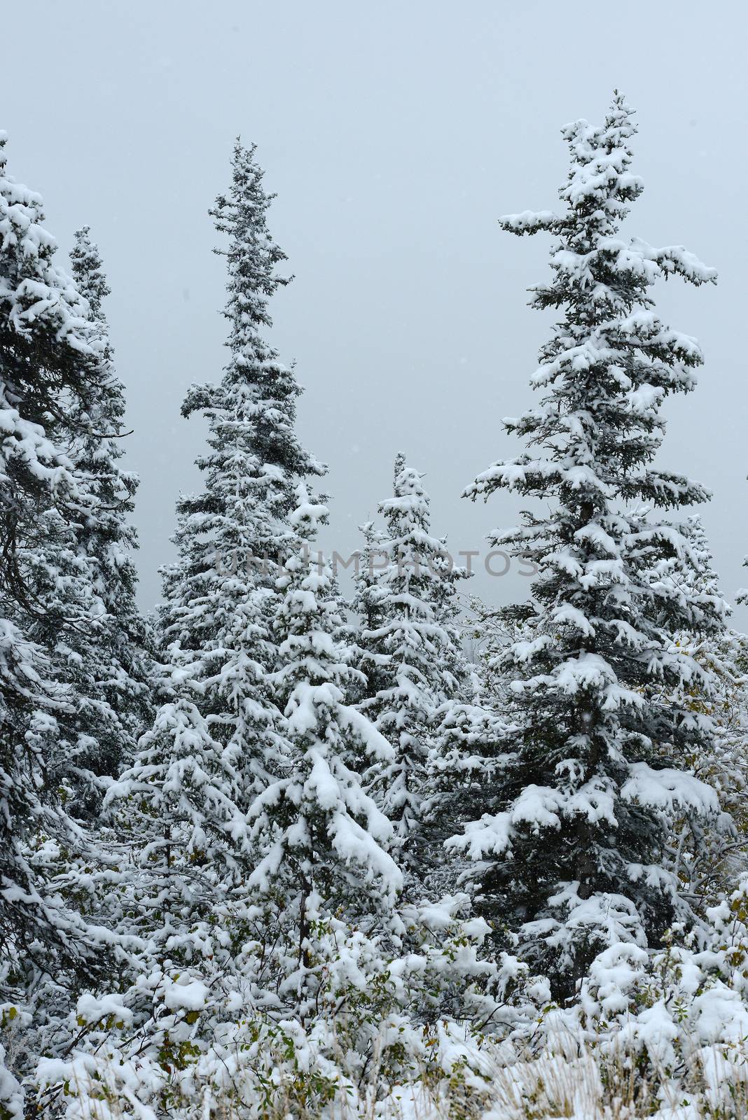 snow in alaska by porbital