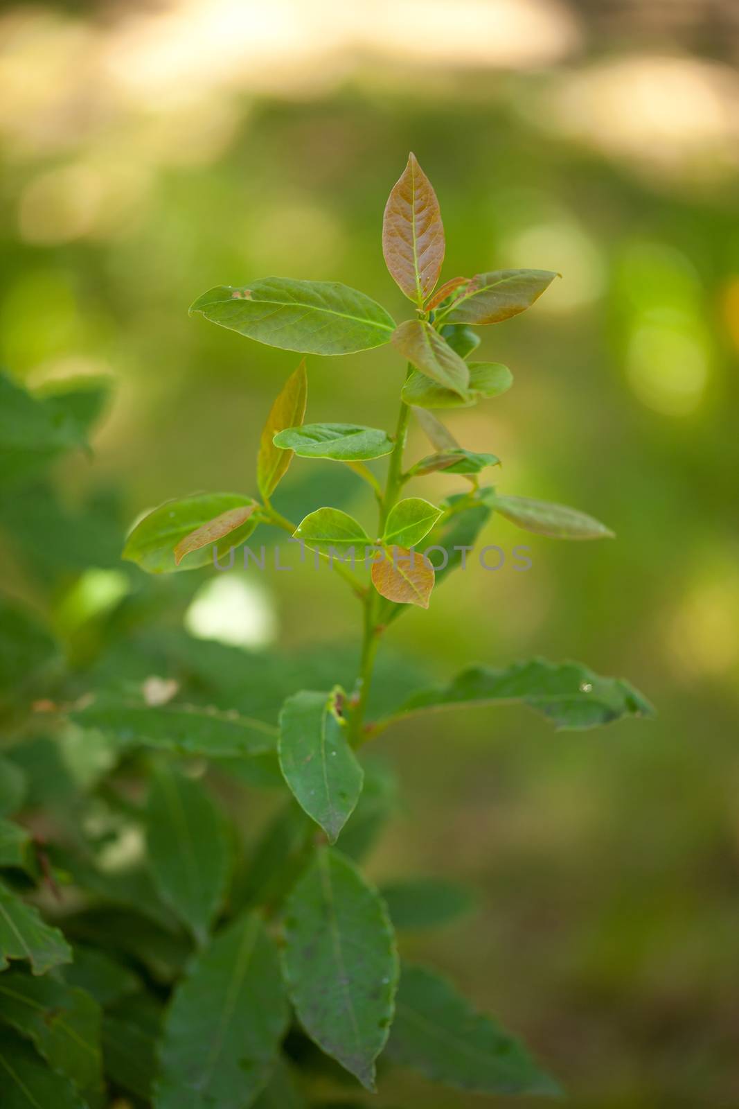 Branch of Bay leaf by Angorius