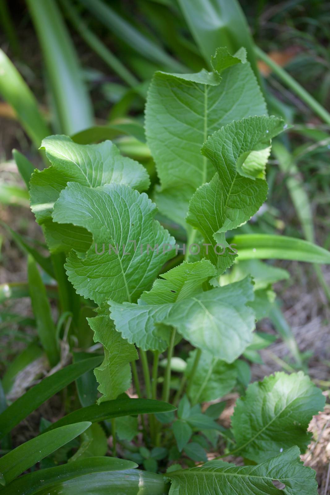 Green horseradish leaves by Angorius