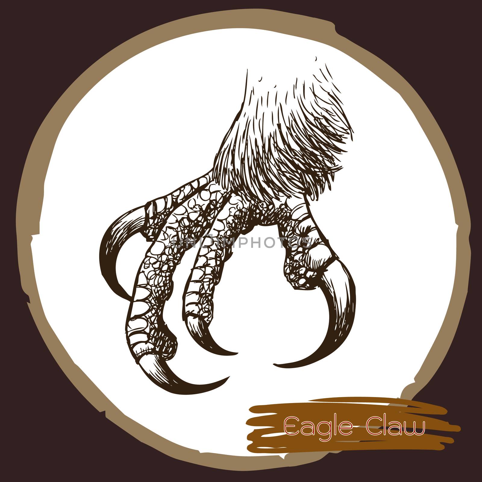 illustration of eagle claw, hawk bird by simpleBE