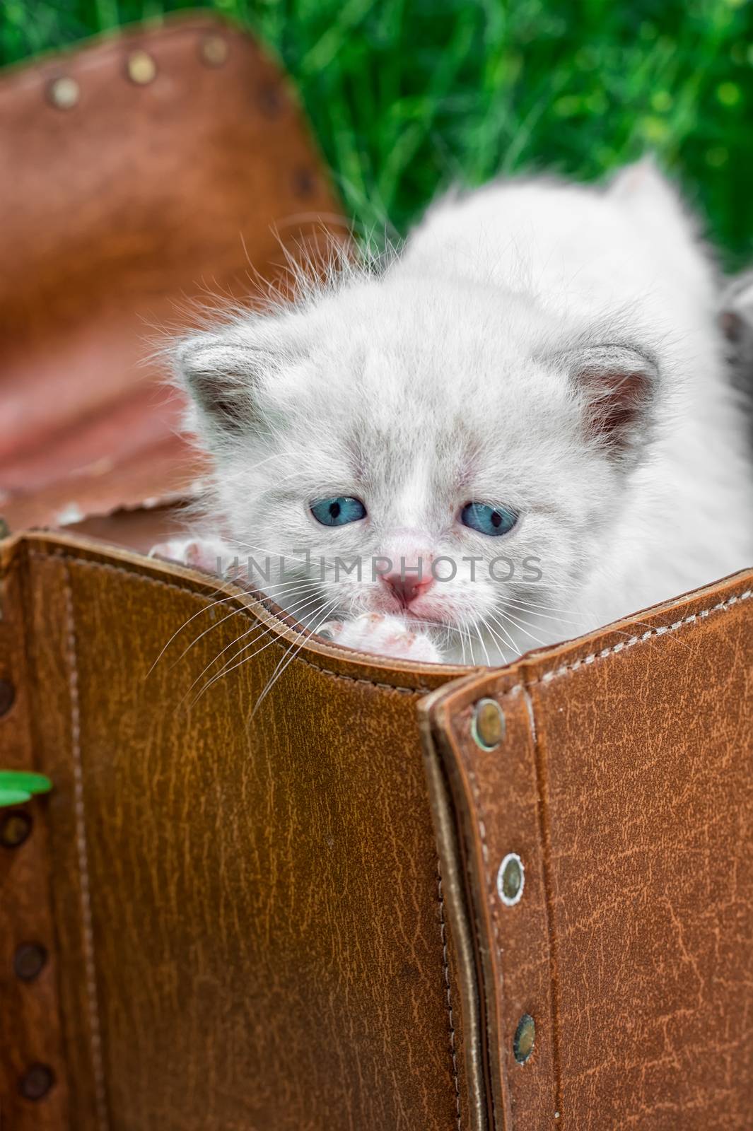 little kittens playing in old suitcase by LMykola