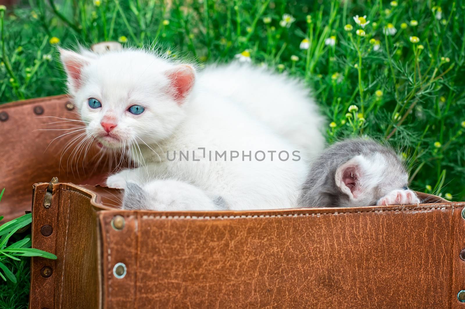 little kittens playing in old suitcase by LMykola